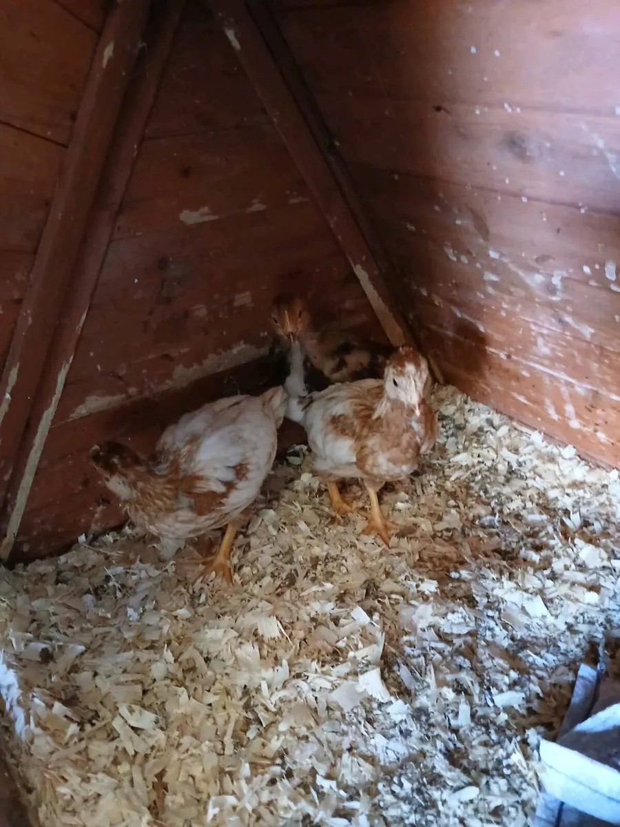 Pullets and Day old chicks - Image 1