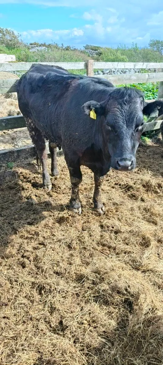Limousine heifers - Image 1