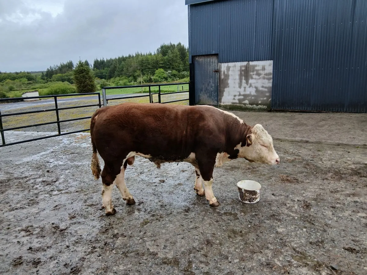 Bull - Image 1