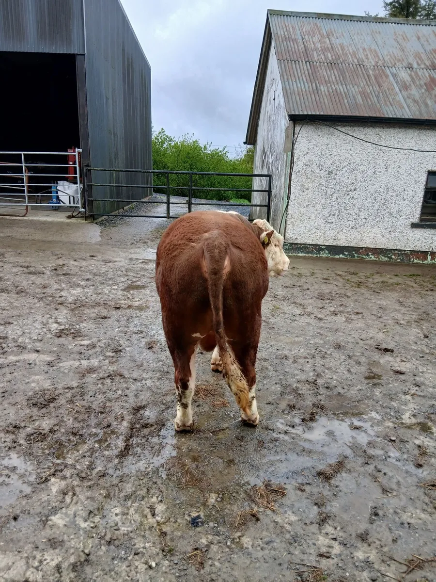Bull - Image 2