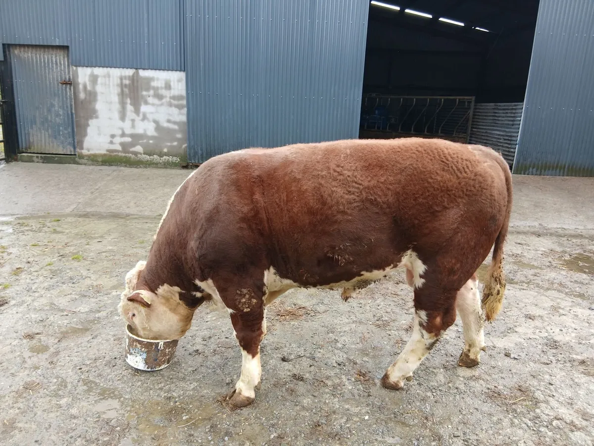 Bull - Image 3
