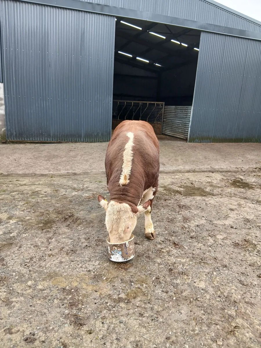Bull - Image 4