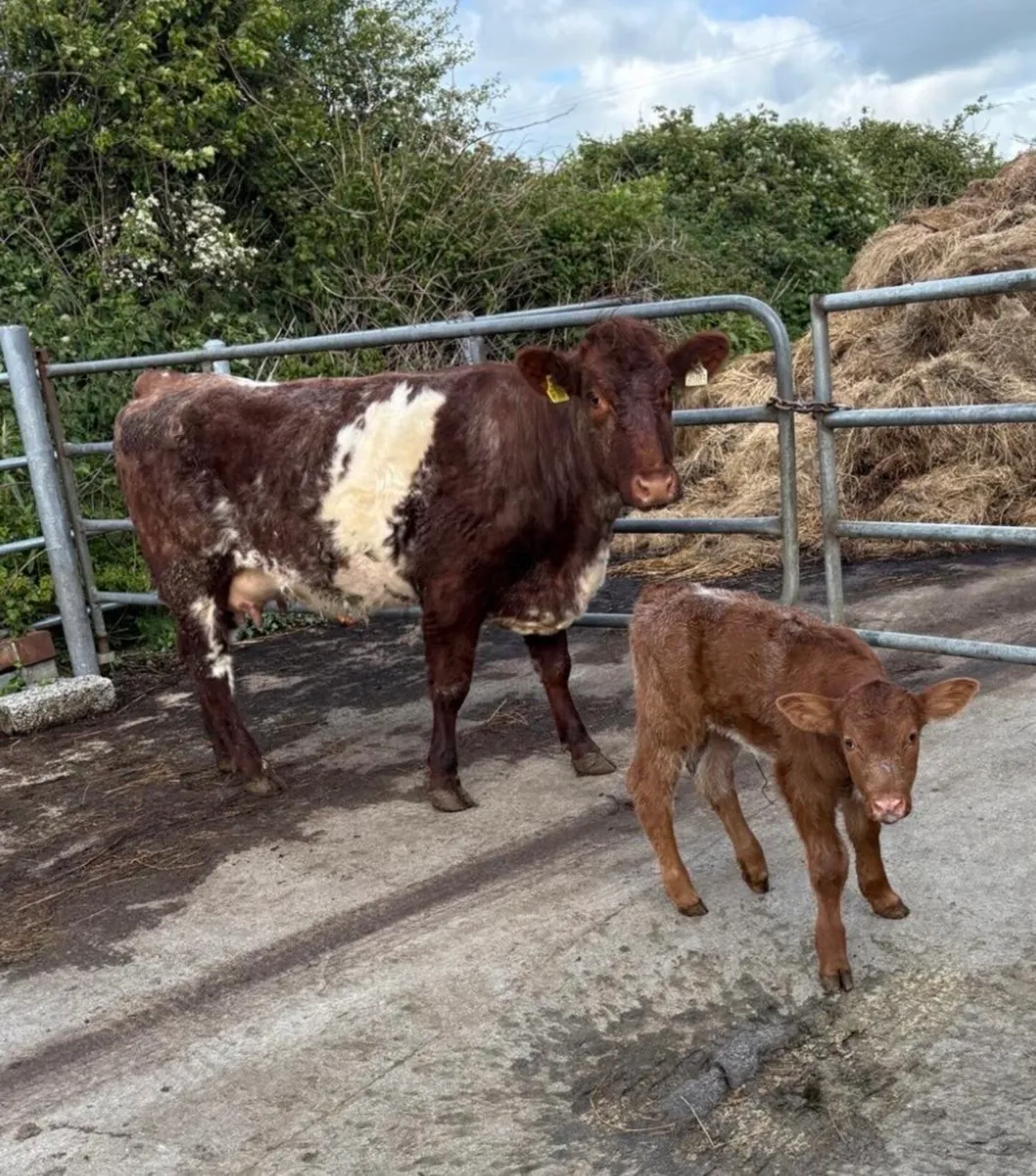 SHORTHORN SUCKLER - Image 1