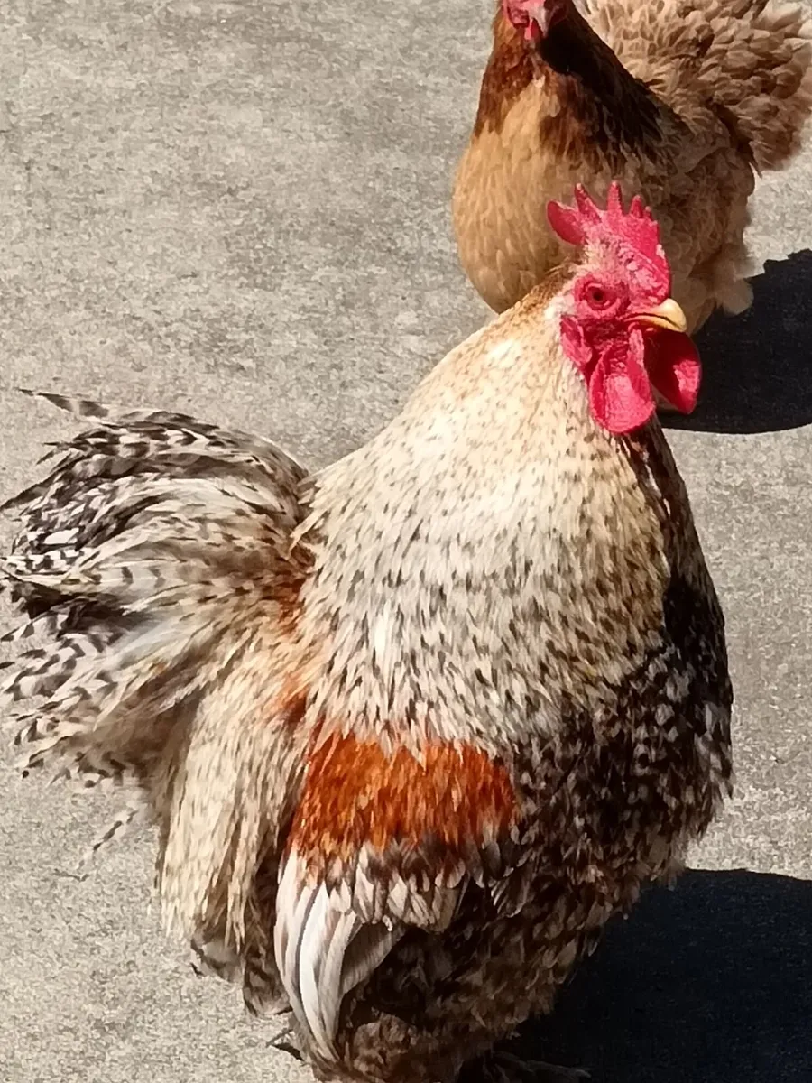 Bantam hens/roosters 2 x pairs - Image 2