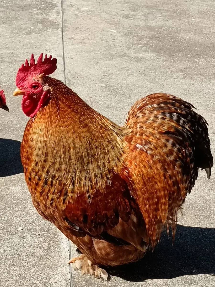 Bantam hens/roosters 2 x pairs - Image 3