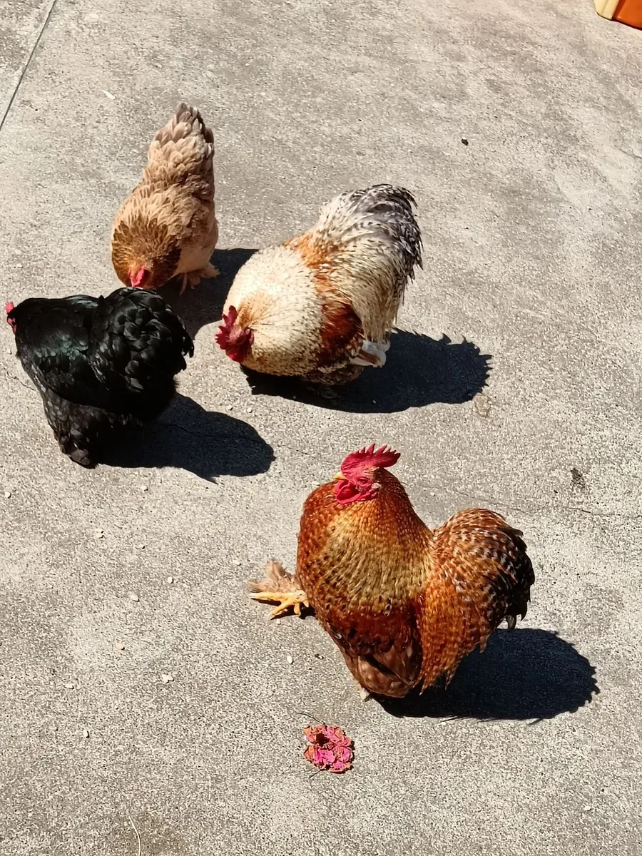 Bantam hens/roosters 2 x pairs - Image 1