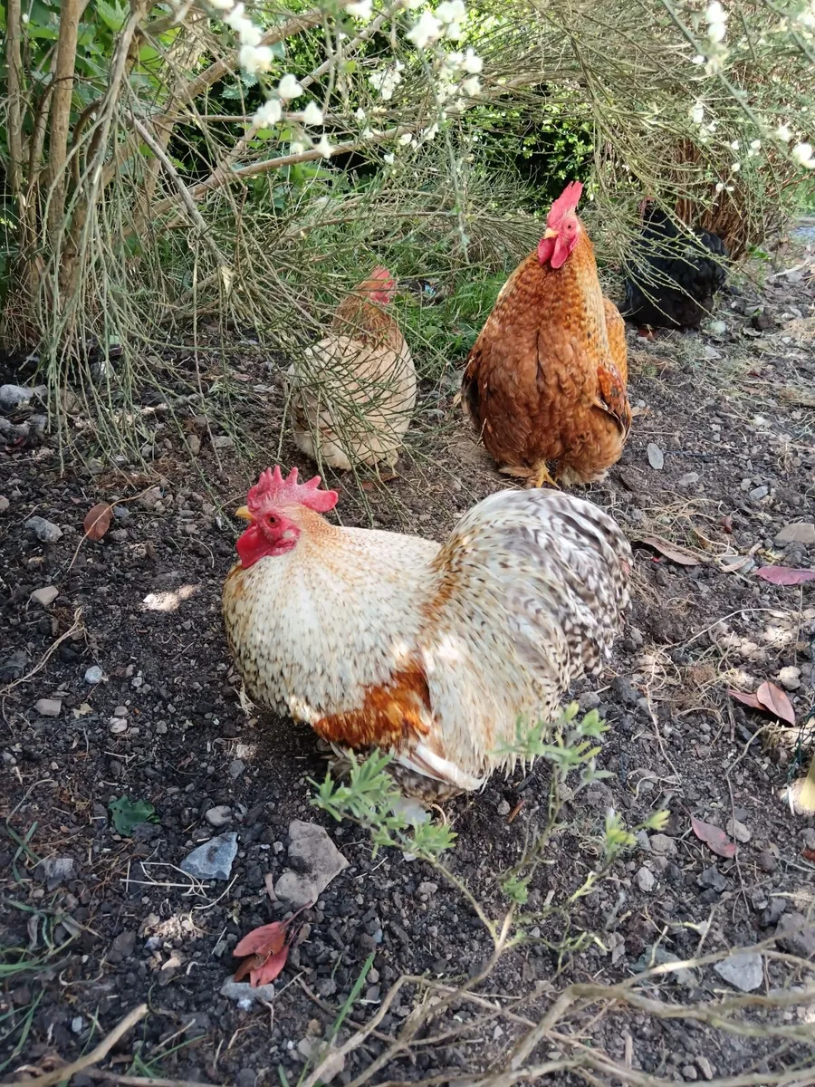 Bantam hens/roosters 2 x pairs - Image 4