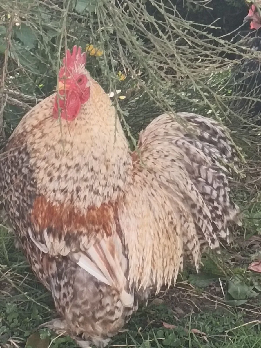 Bantam Roosters - Image 4