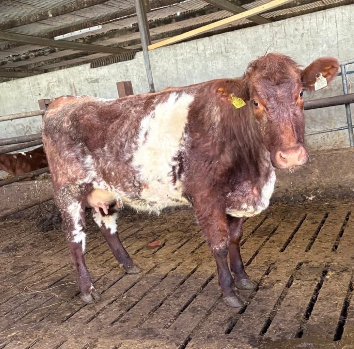 SHORTHORN SUCKLER - Image 2