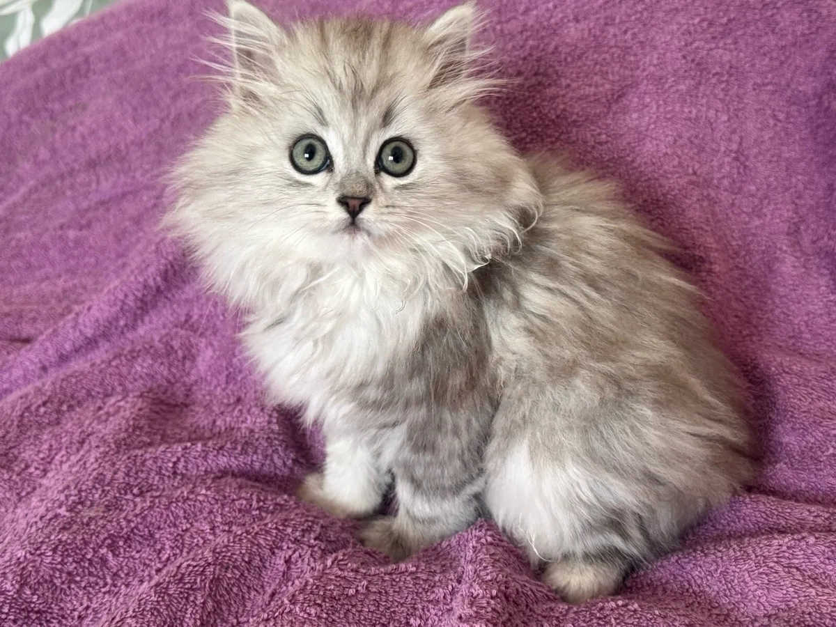 Chinchilla Persian kitten - Image 1
