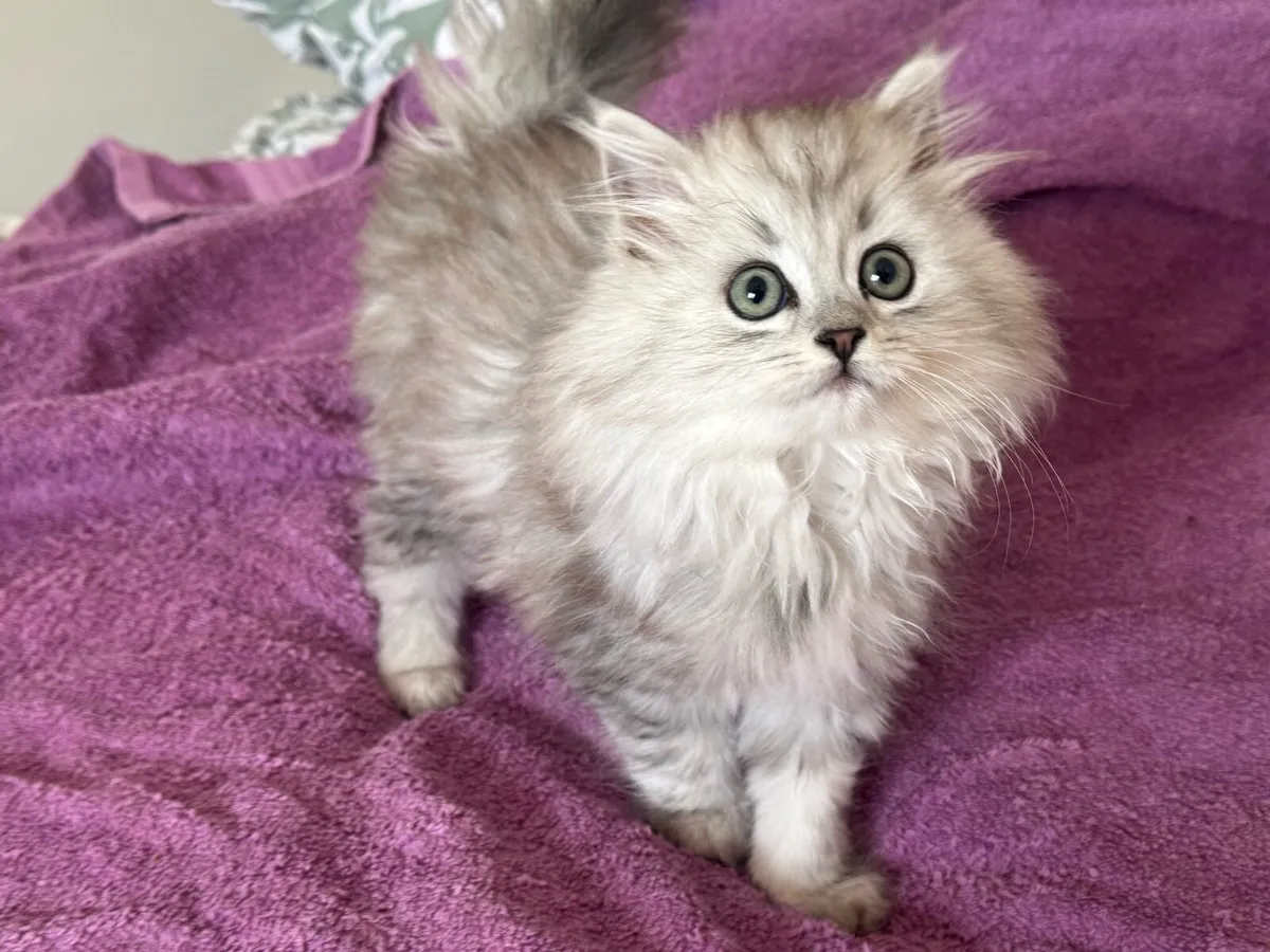 Chinchilla Persian kitten - Image 2