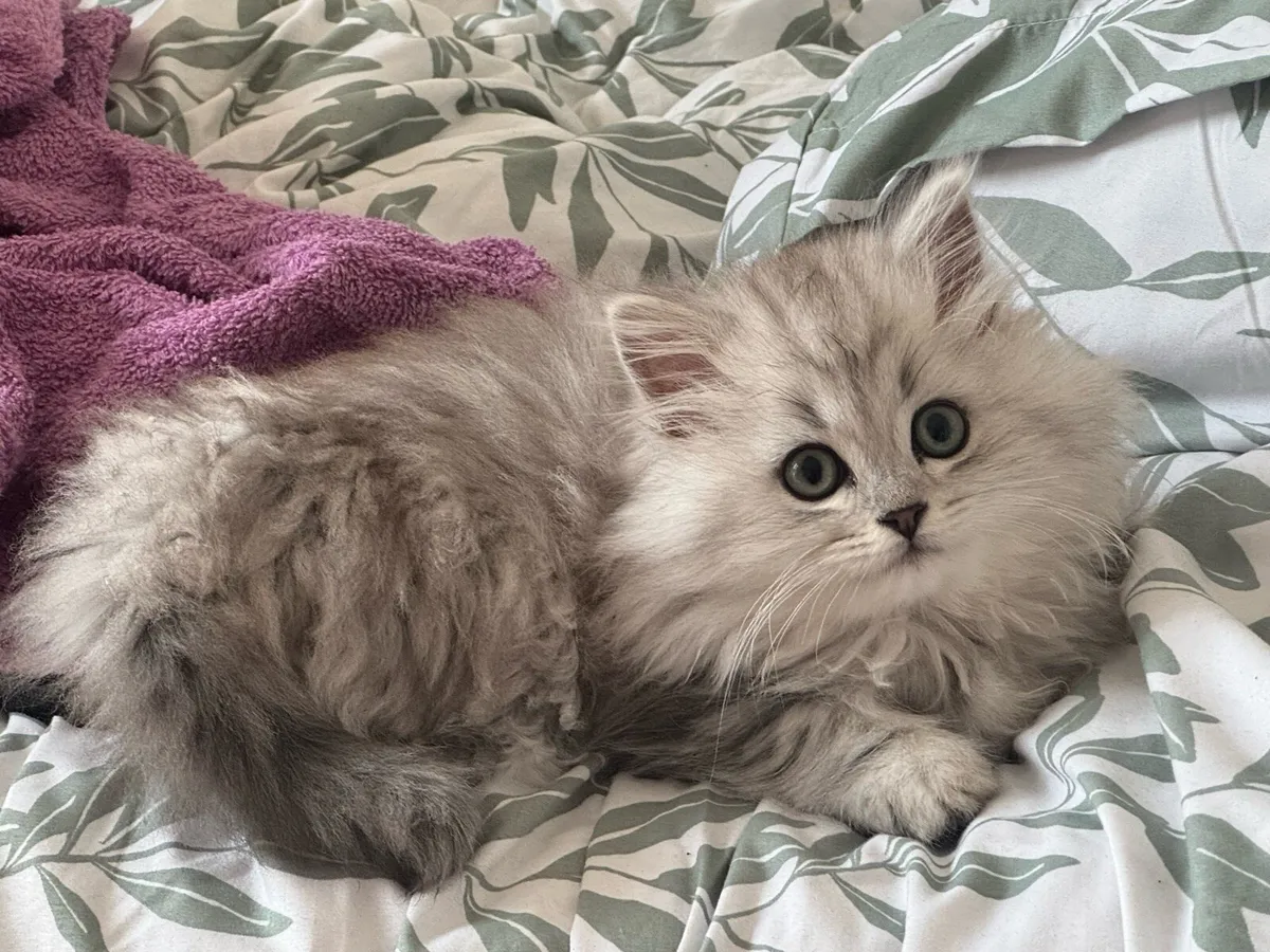 Chinchilla Persian kitten - Image 3