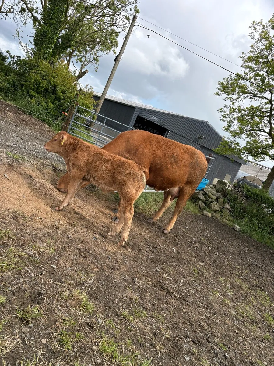 2 first calved limousine heifers with calves - Image 2