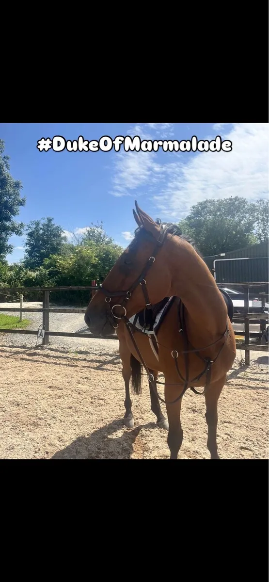 Bay Thoroughbred 16.3 12 Year old - Image 2