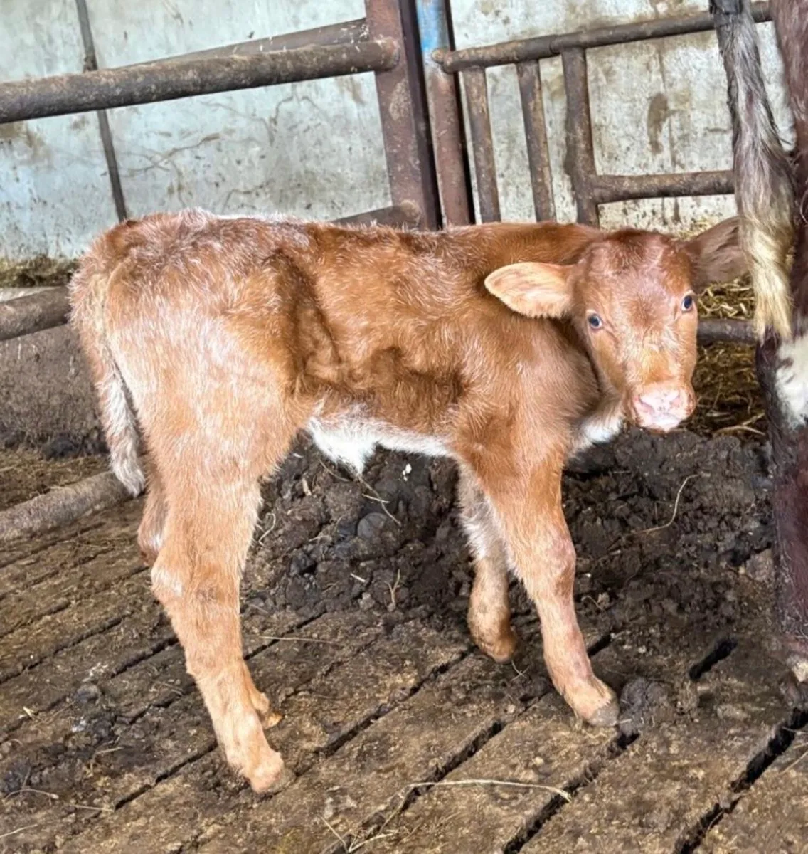 SHORTHORN SUCKLER - Image 3