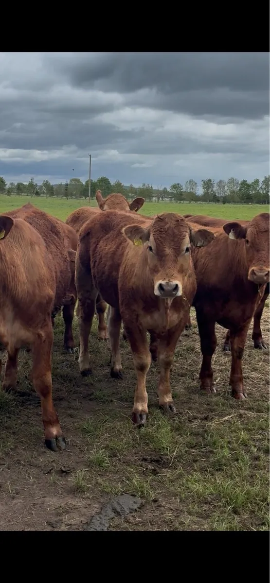 13 red limousine bullocks for sale - Image 1