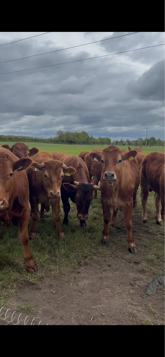13 red limousine bullocks for sale - Image 3