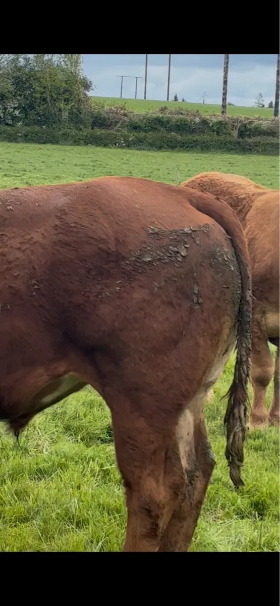 13 red limousine bullocks for sale - Image 4