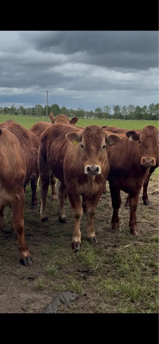 13 red limousine bullocks for sale - Image 2