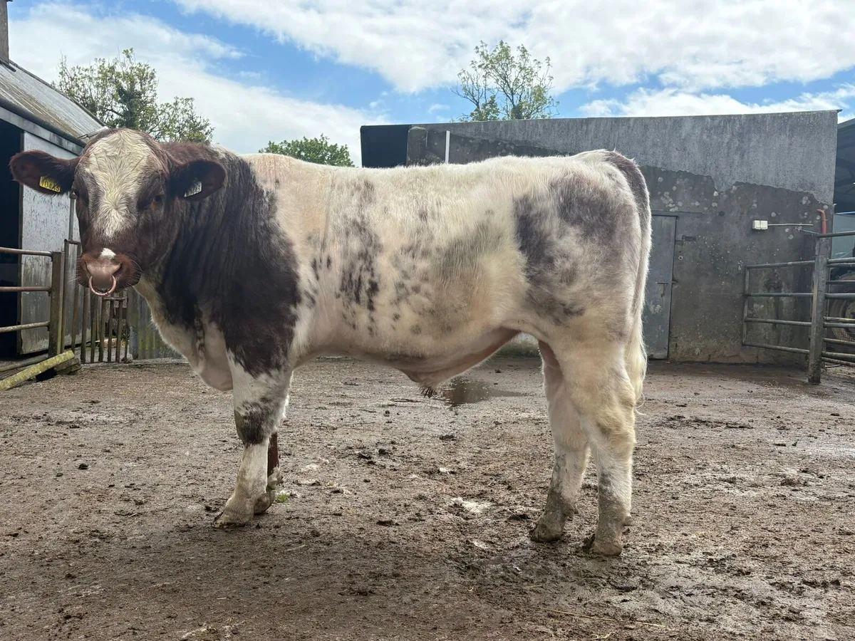 Shorthorn Bull - Image 2