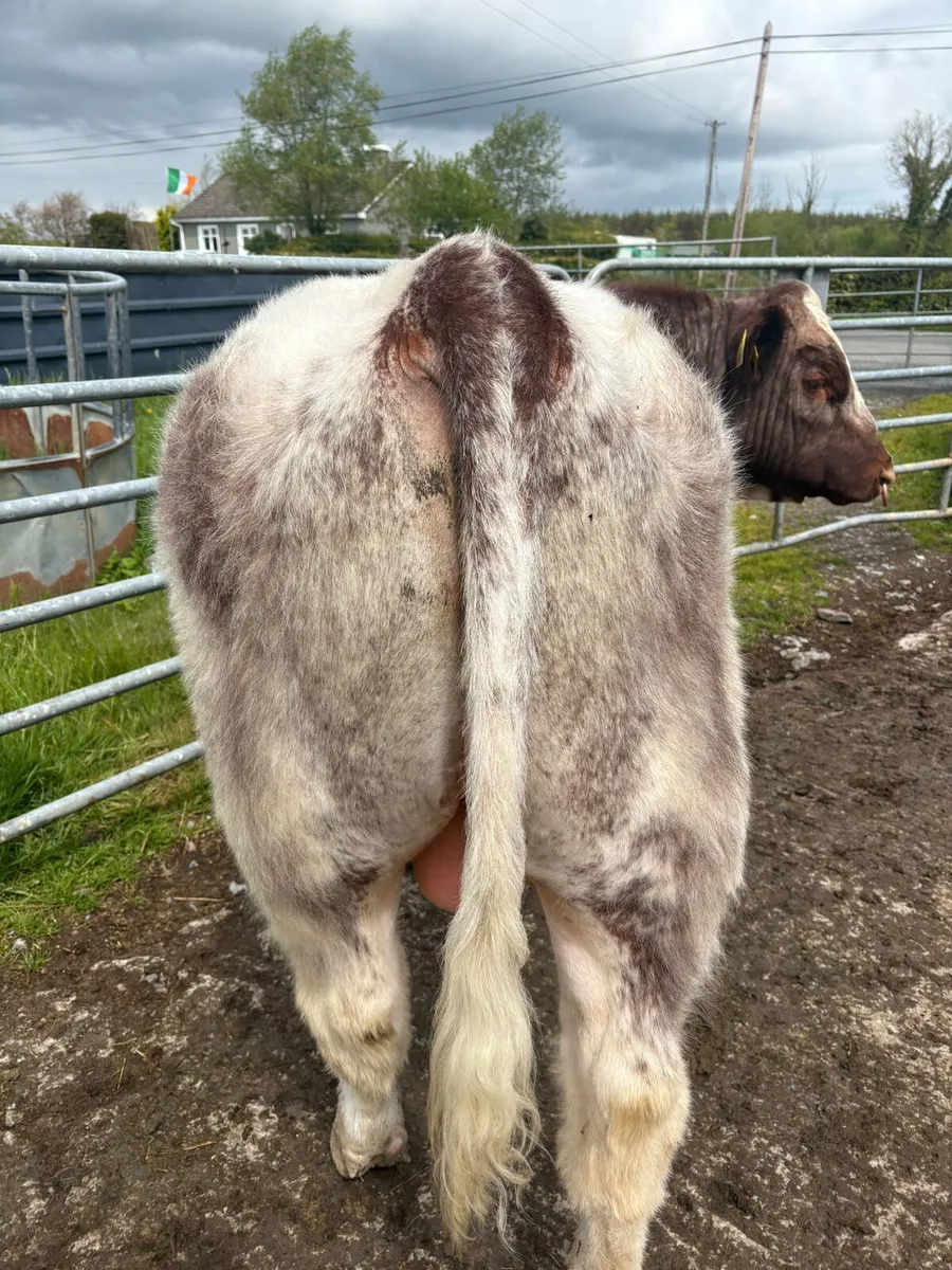 Shorthorn Bull - Image 3