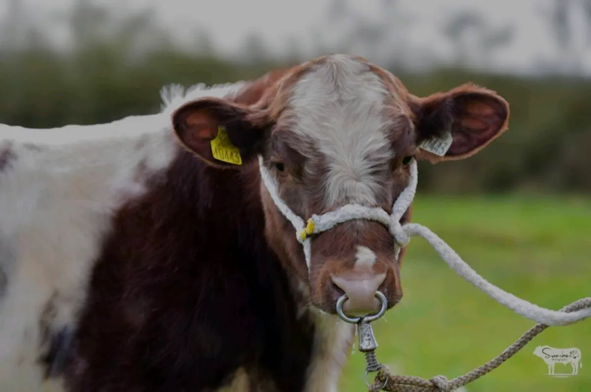 Shorthorn Bull - Image 4