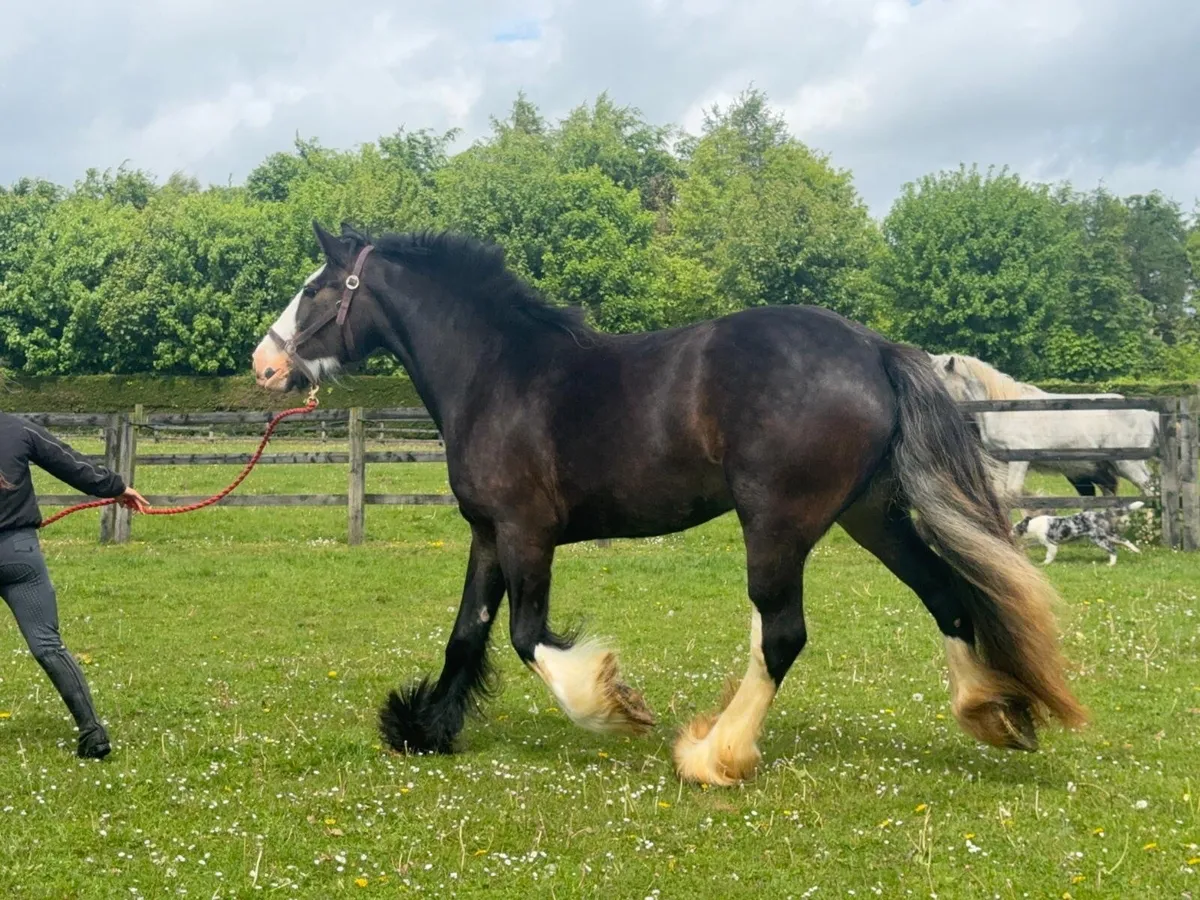 4yr old filly 15.2hh - Image 3