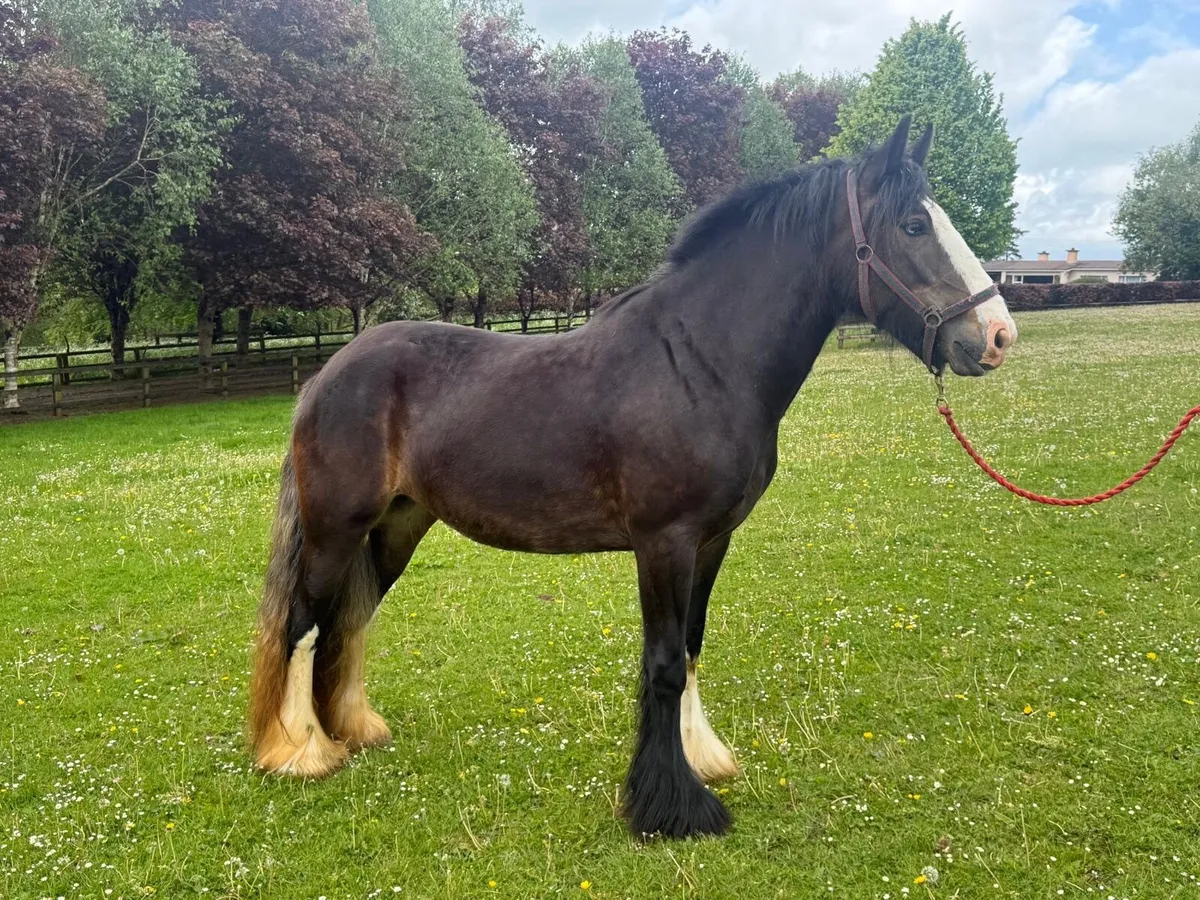 4yr old filly 15.2hh - Image 2