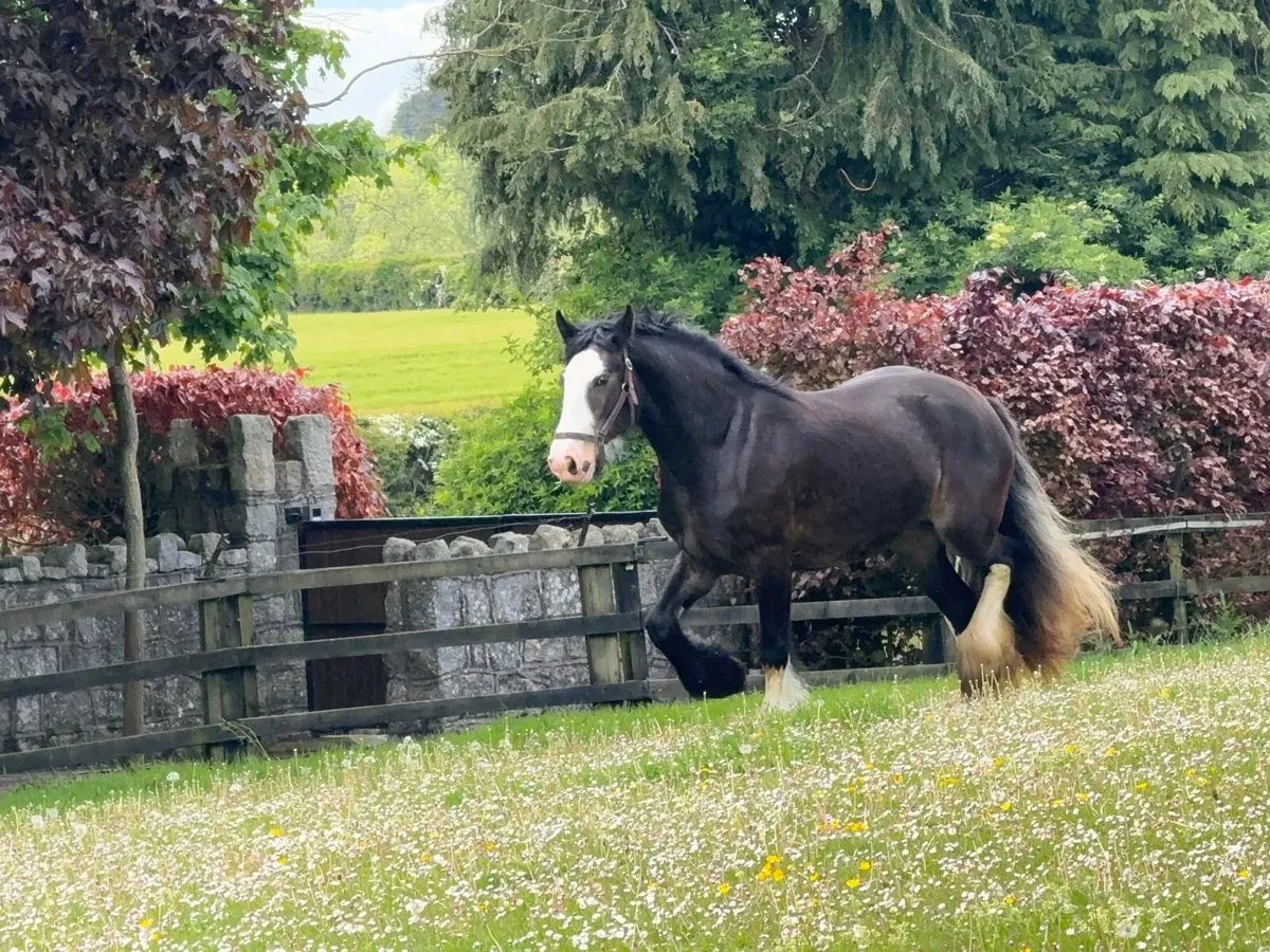 4yr old filly 15.2hh - Image 4