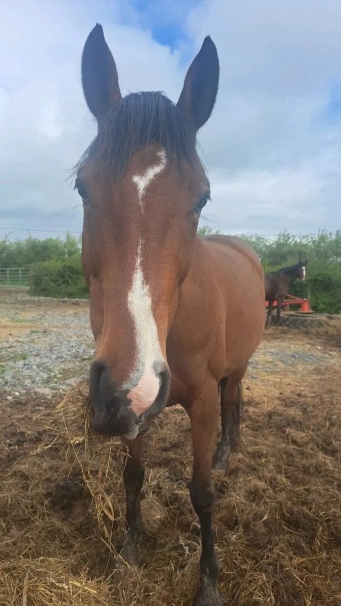 Broodmare - Image 1