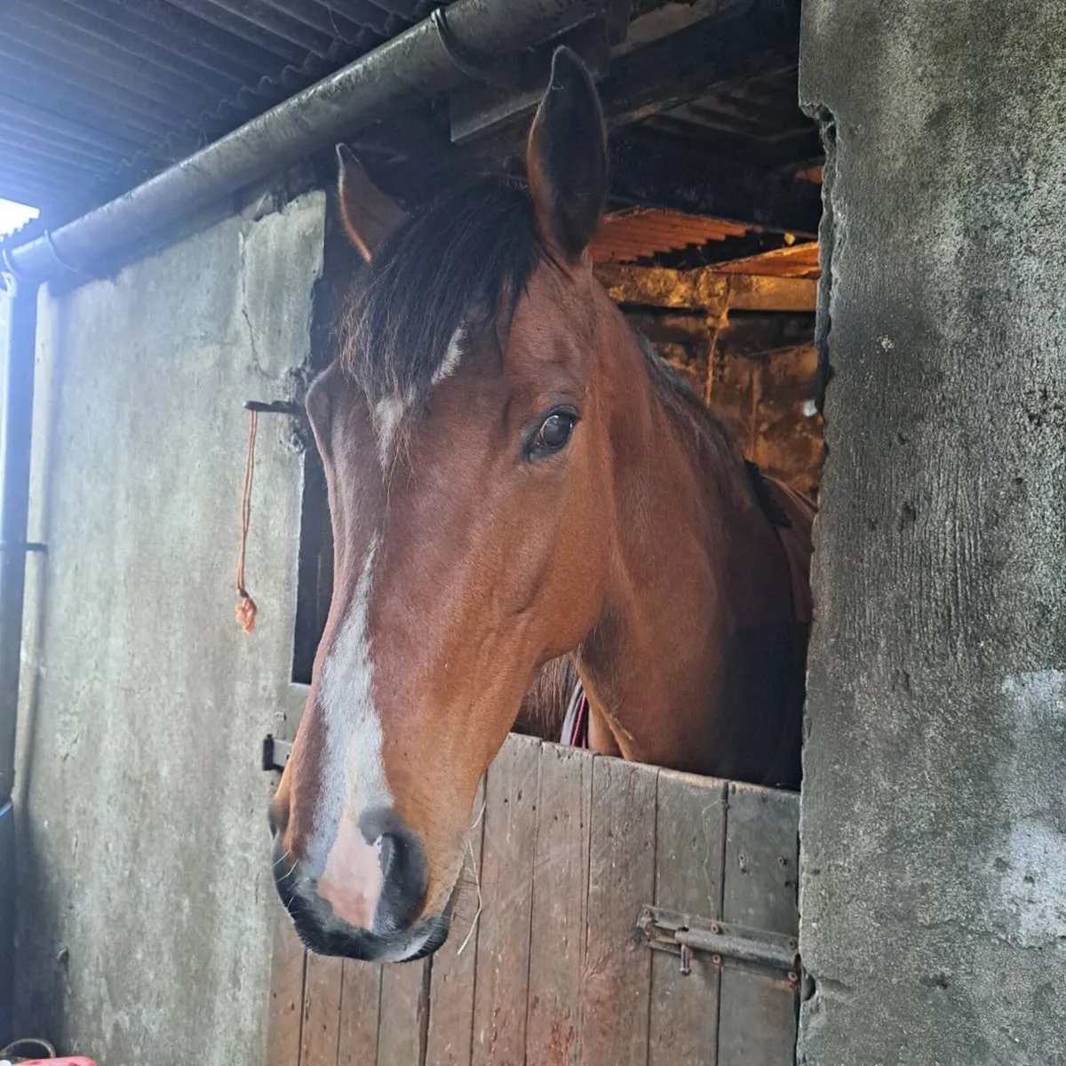 Broodmare - Image 2