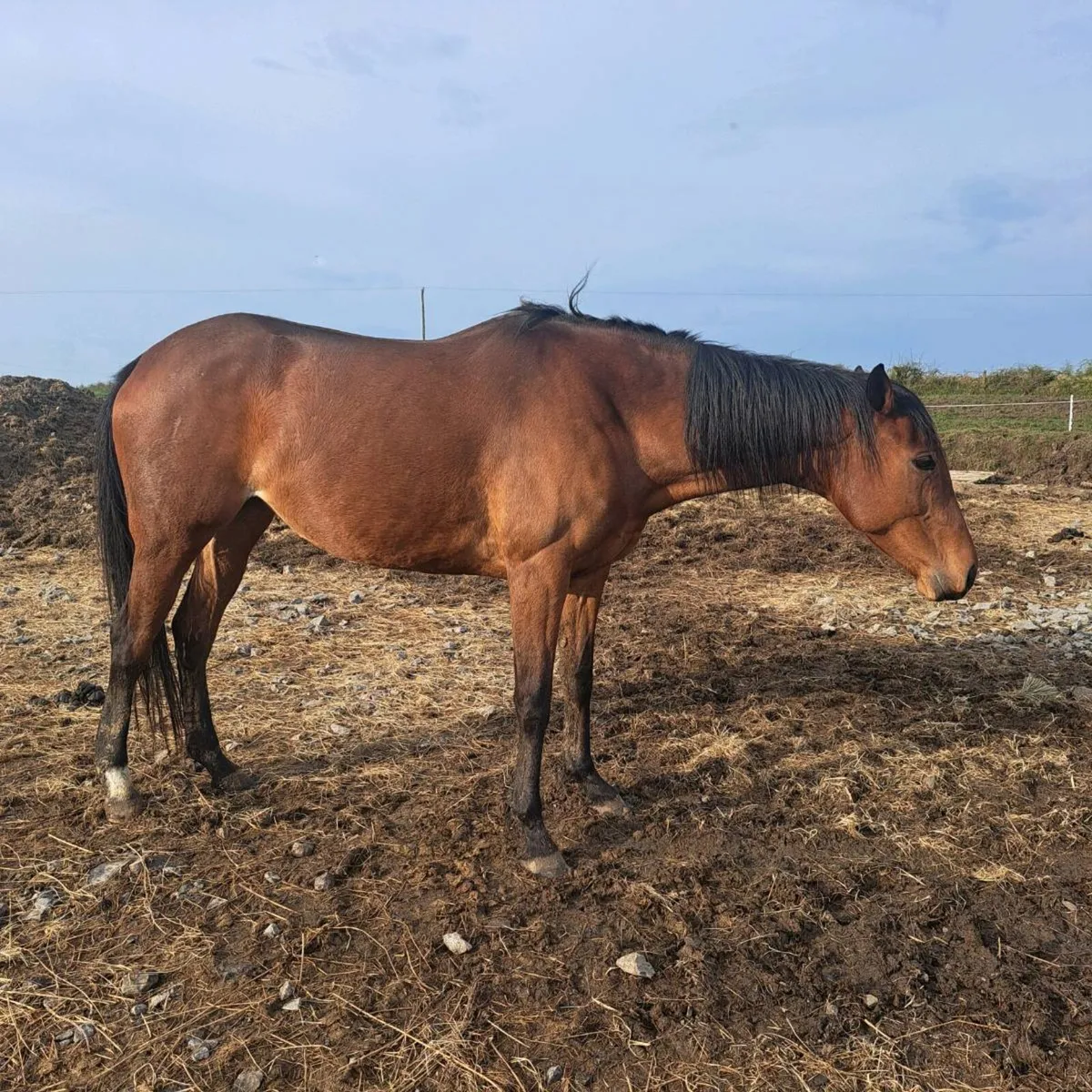 Broodmare - Image 3