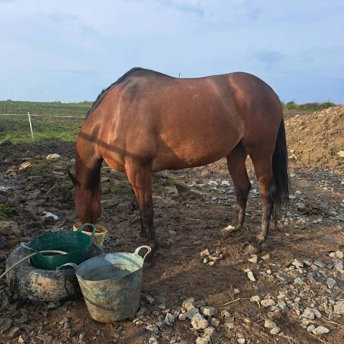 Broodmare - Image 4