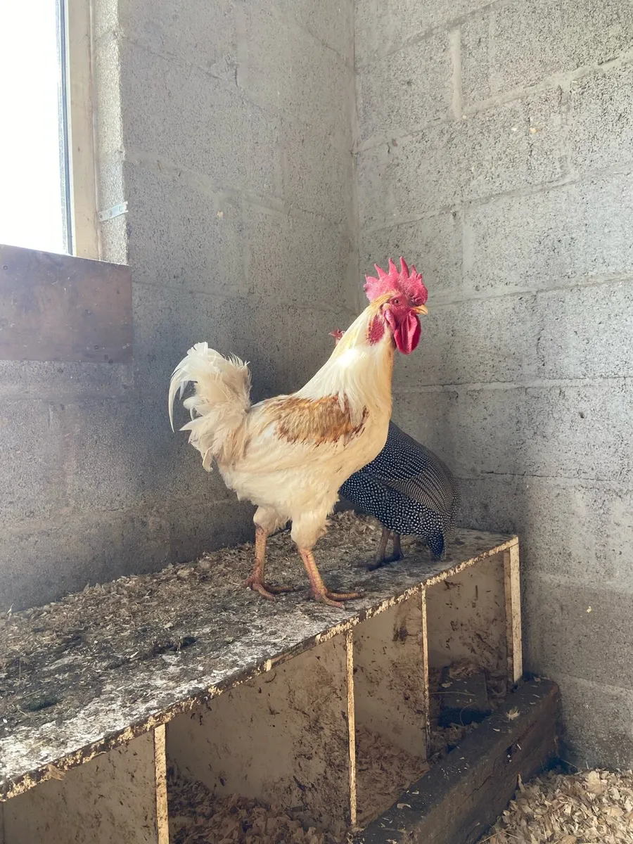 Hybrid RIR Rooster - Image 1