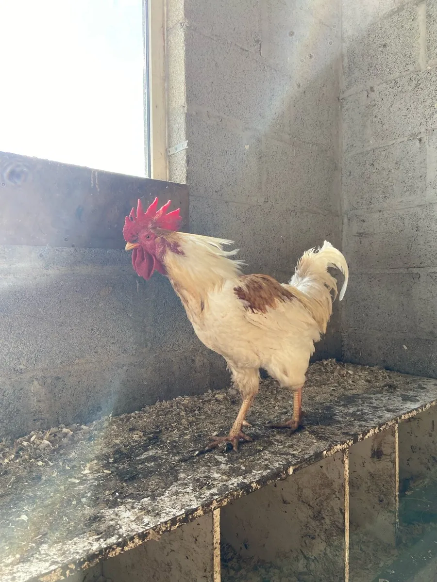 Hybrid RIR Rooster - Image 2