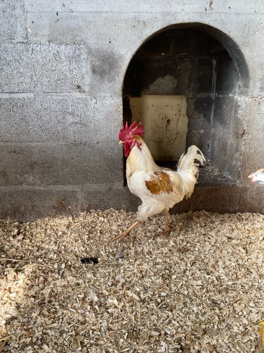 Hybrid RIR Rooster - Image 3