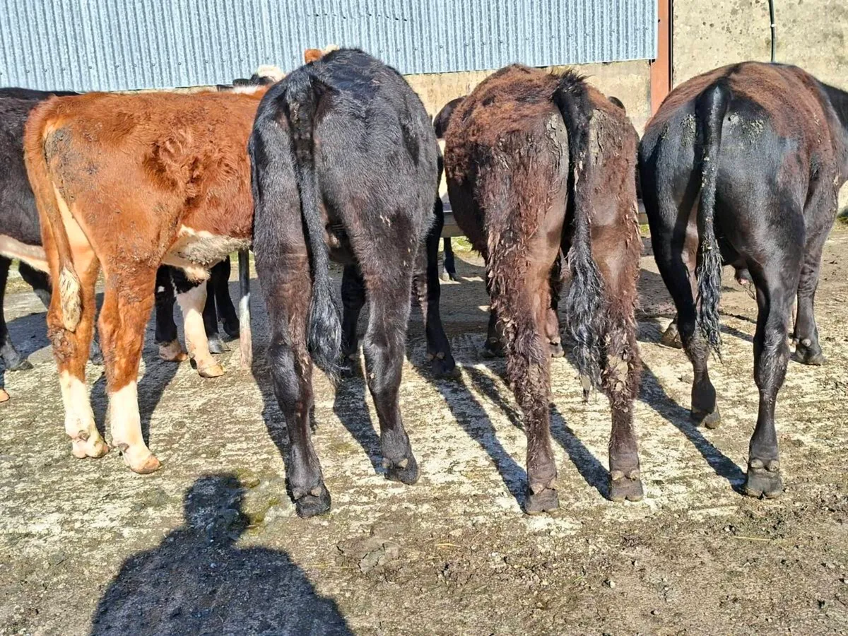 9 bullocks - Image 1
