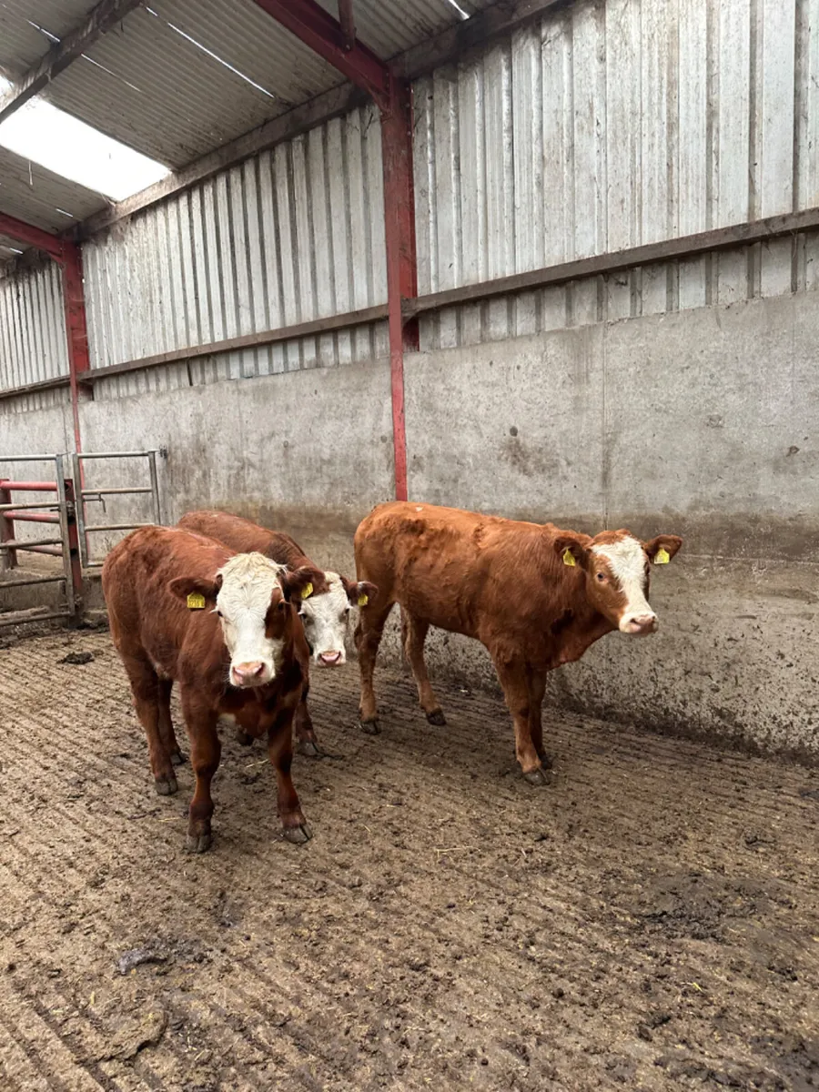 Cow makers - Image 4