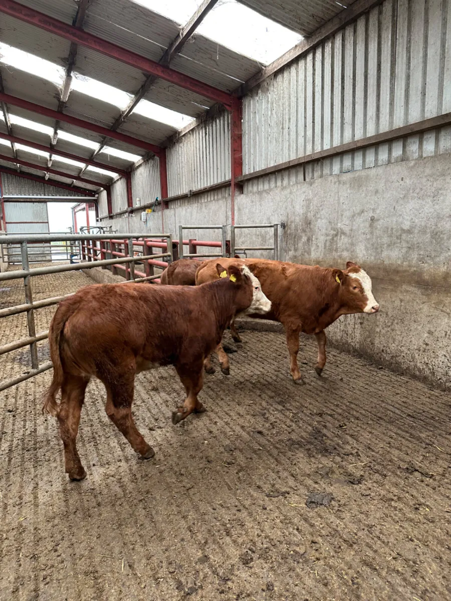 Cow makers - Image 3