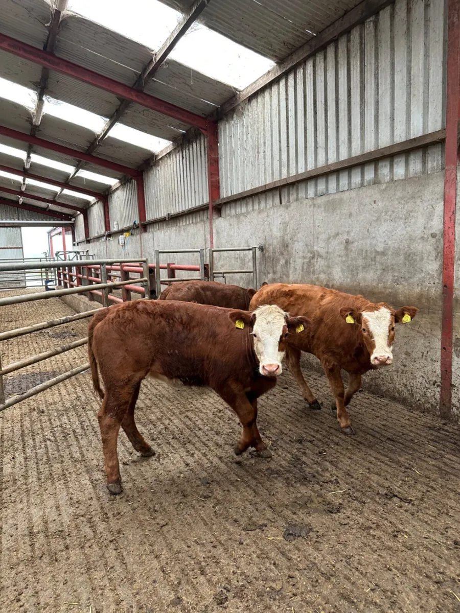 Cow makers - Image 1