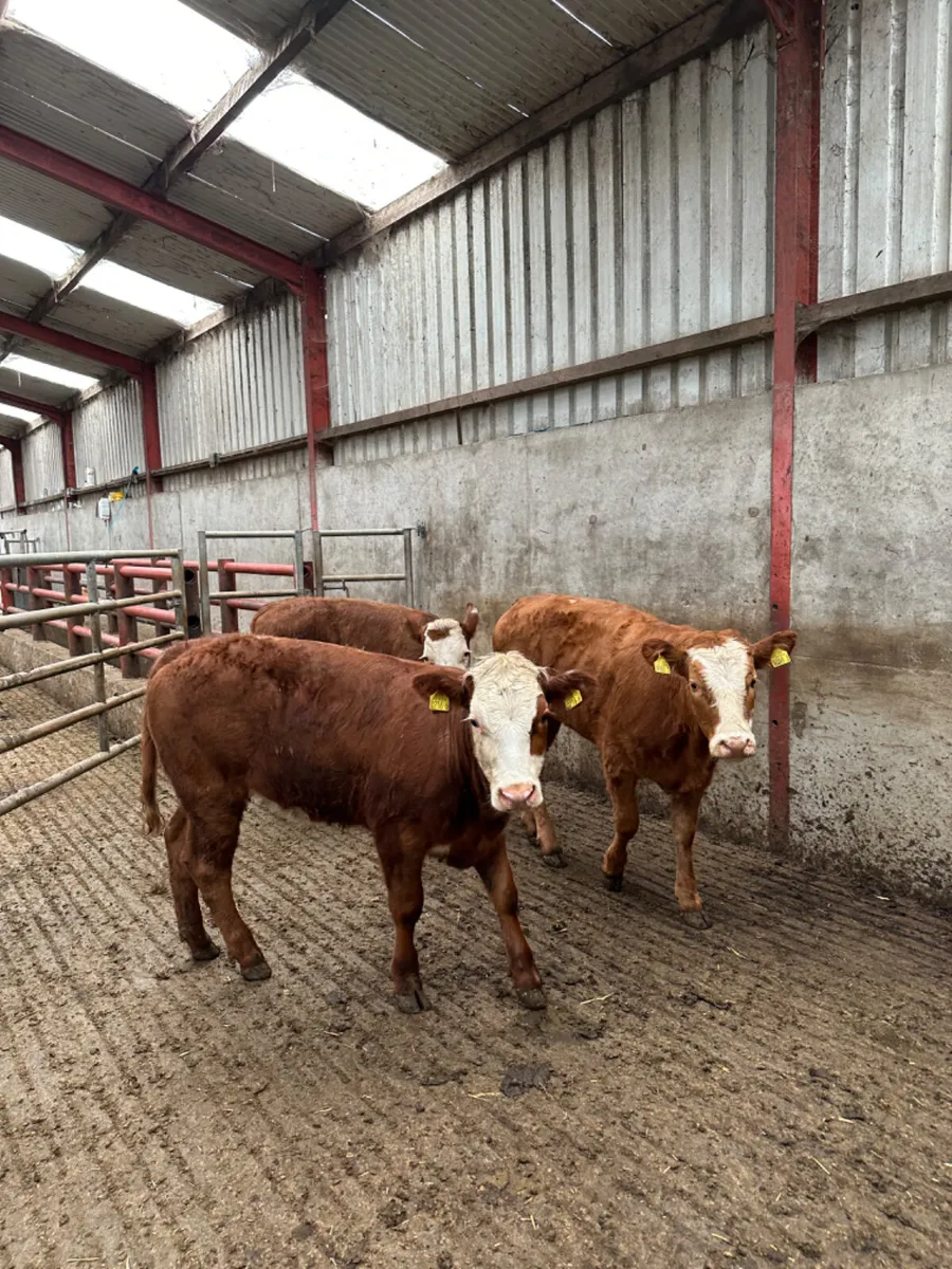 Cow makers - Image 2