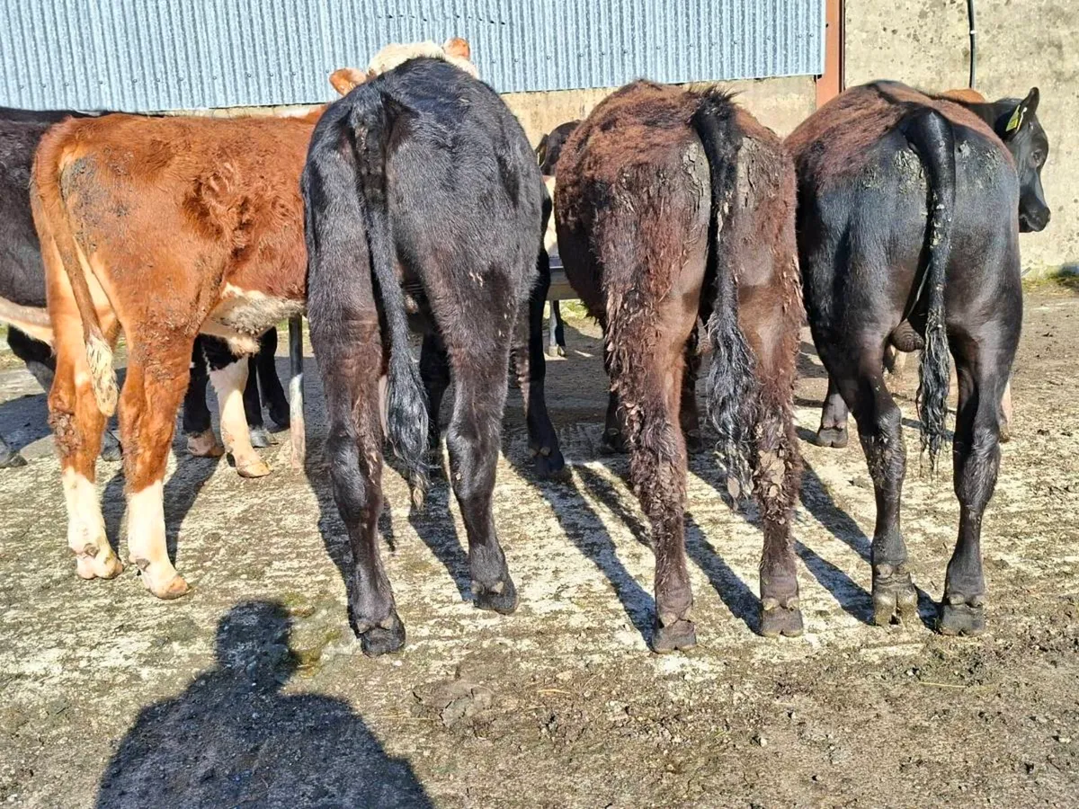 9 bullocks - Image 2