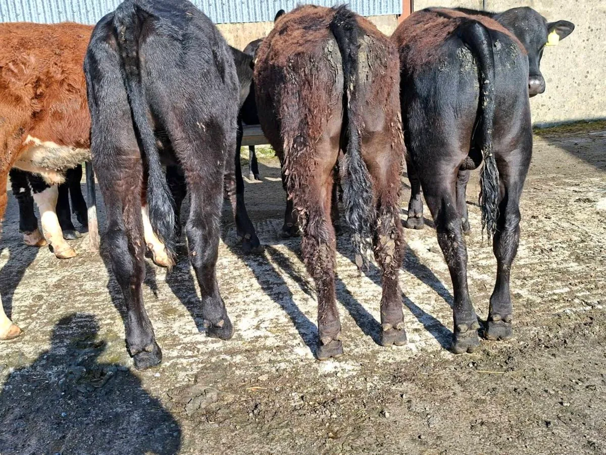 9 bullocks - Image 3