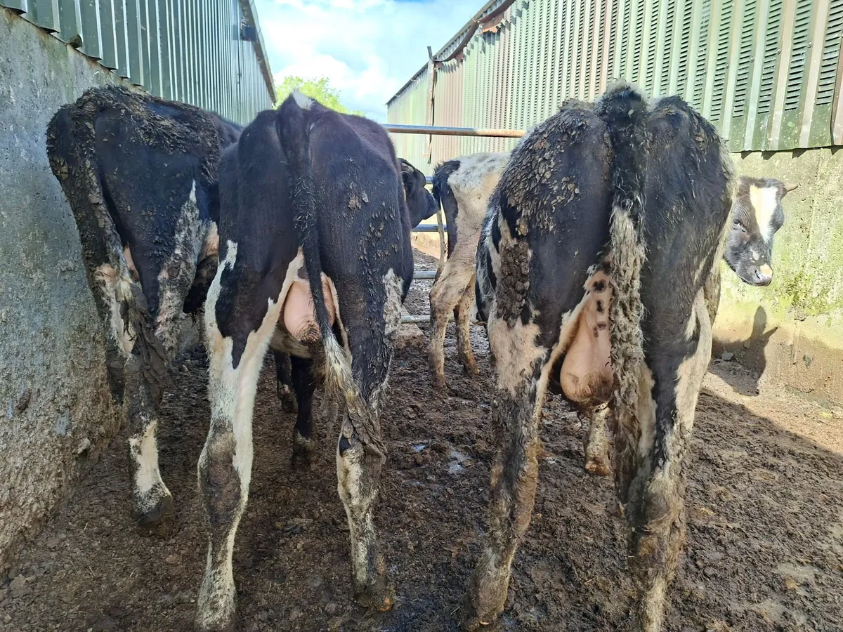 Friesan Bulls - Image 1