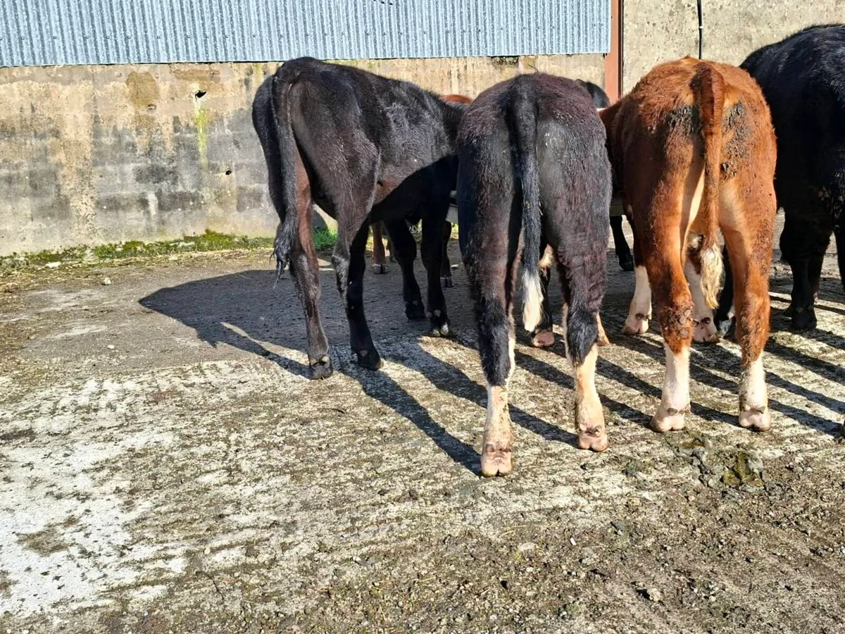 9 bullocks - Image 4