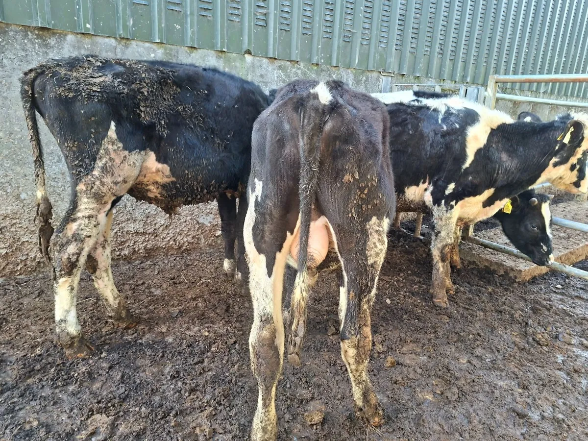 Friesan Bulls - Image 2