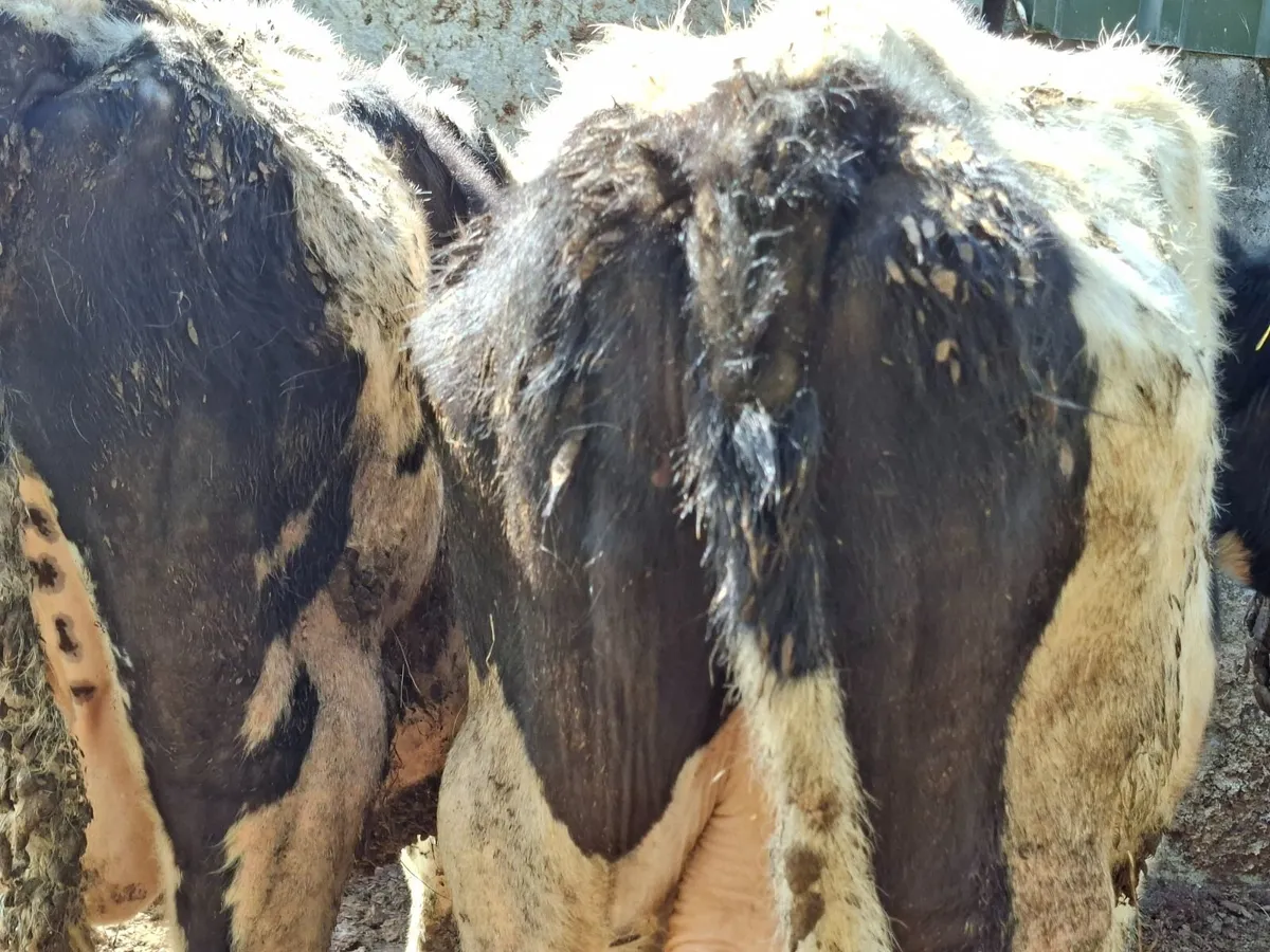 Friesan Bulls - Image 3