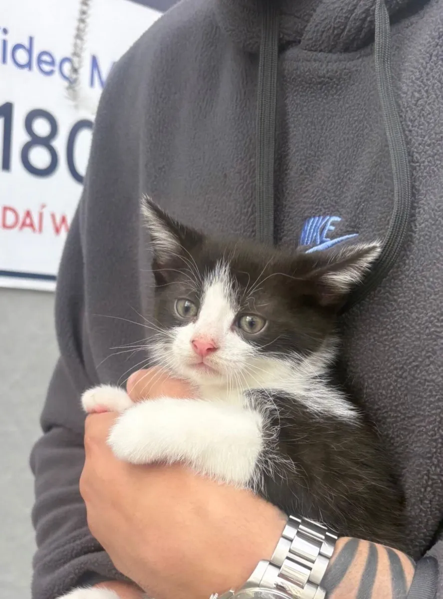 Kitten + kitten house - Image 1