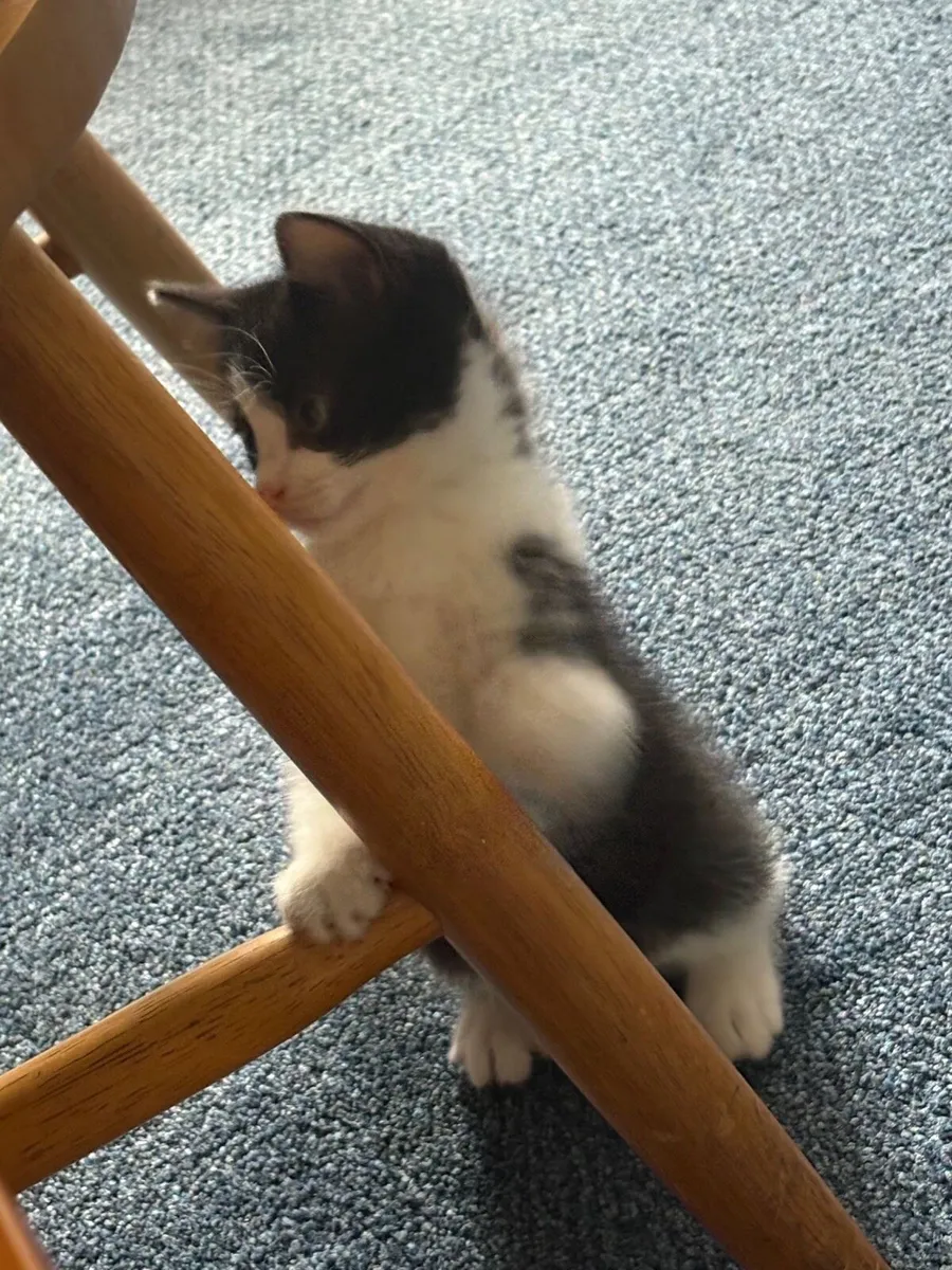 Kitten + kitten house - Image 2