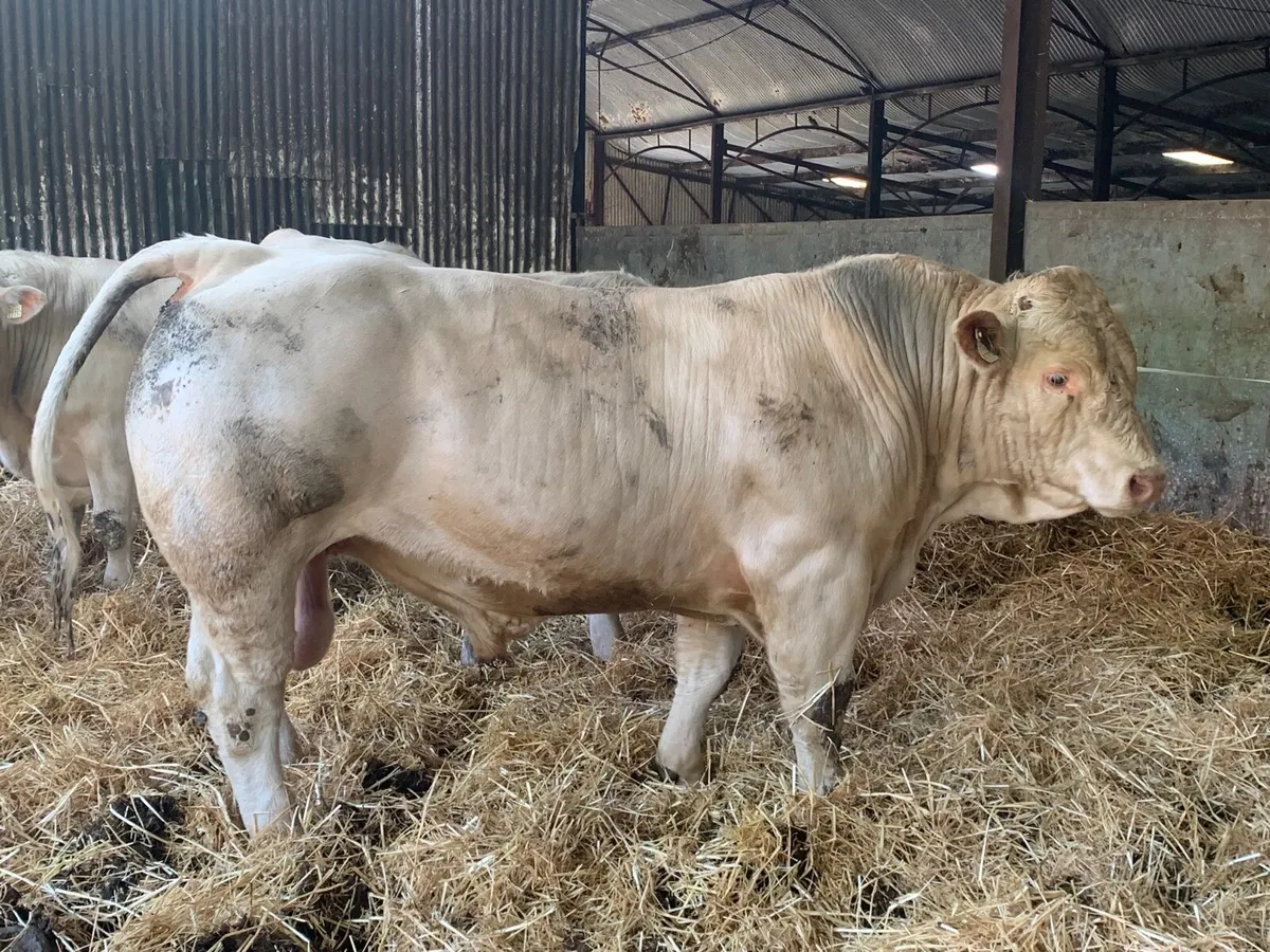 Charolais bulls - Image 2